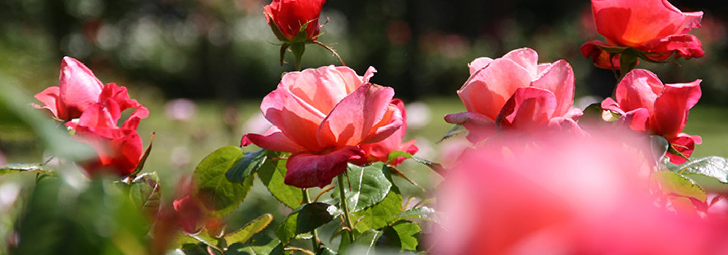 Darwin rose garden
